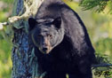 Ursus americanus